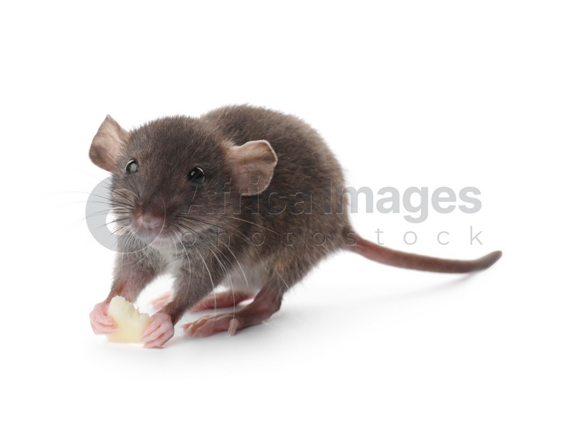 Photo of Small brown rat with piece of cheese on white background