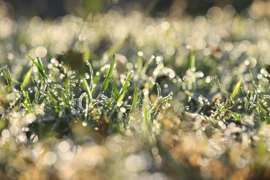 Beautiful green grass covered with dew on nice sunny morning, closeup