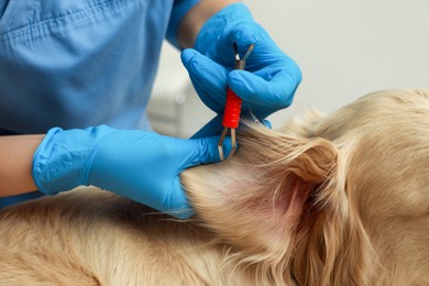 Veterinarian taking ticks off dog on blurred background, closeup