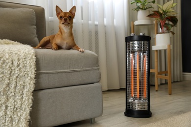 Chihuahua on sofa near modern electric halogen heater in living room