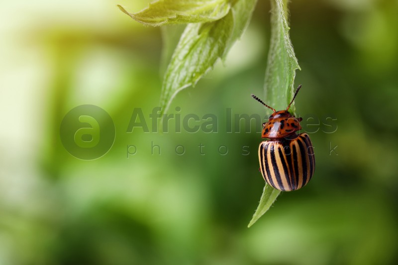 Colorado potato beetle on green plant against blurred background, closeup. Space for text