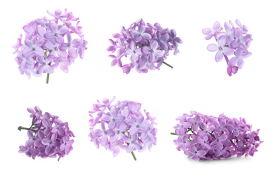 Set of fragrant lilac flowers on white background, banner design 