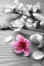 Beautiful sakura tree blossoms on wooden background, closeup. Black and white tone with selective color effect