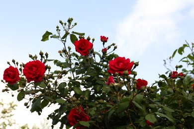 Beautiful blooming rose bush against blue sky, low angle view