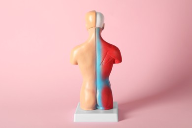 Human anatomy mannequin showing back muscles on pink background