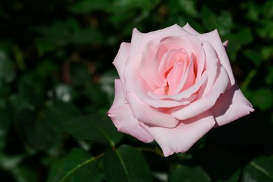 Photo of Bush with beautiful blooming rose in garden on sunny day, closeup. Space for text