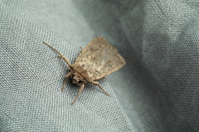 Paradrina clavipalpis moth on light grey cloth