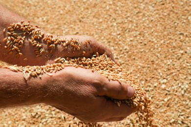 Man holding wheat over grains, closeup view