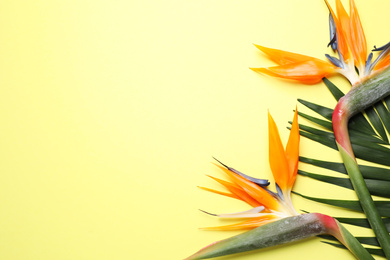 Flat lay composition with Bird of Paradise tropical flowers on yellow background, space for text