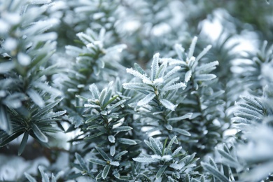 Plant leaves covered with hoarfrost outdoors on cold winter morning, closeup