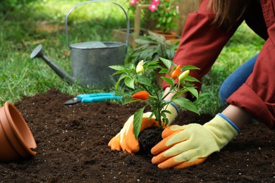 Woman transplanting pepper plant into soil in garden, closeup. Space for text
