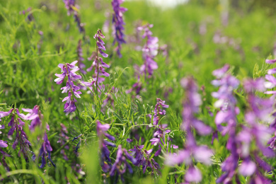 Closeup view of beautiful meadow with blooming purple flowers