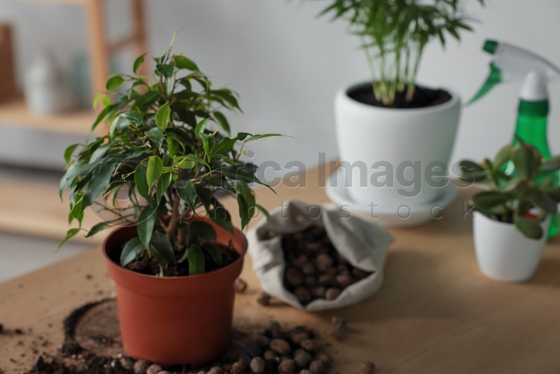 Beautiful houseplant and drainage on wooden table indoors. Space for text