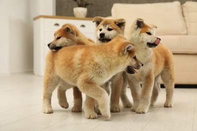 Cute akita inu puppies on floor in living room