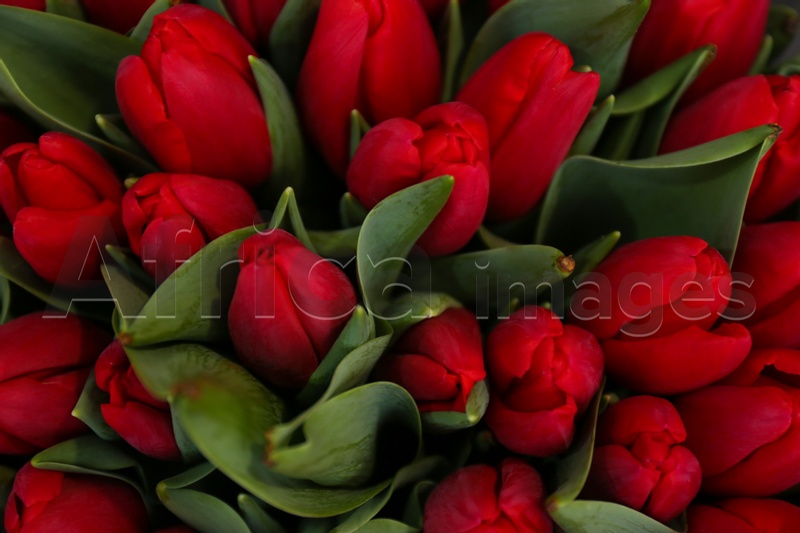 Fresh beautiful tulip flowers as background, top view