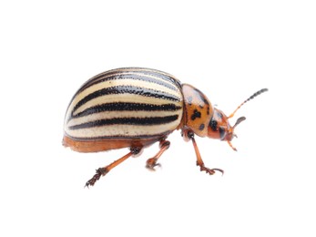 One colorado potato beetle isolated on white