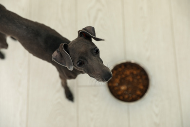 Italian Greyhound dog near feeding bowl at home, above view