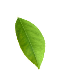 Photo of Fresh green citrus leaf isolated on white