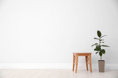 Ficus and stool near white wall, space for text. Home plants