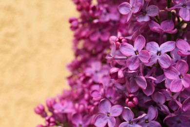 Photo of Closeup view of beautiful lilac flowers on beige background. Space for text