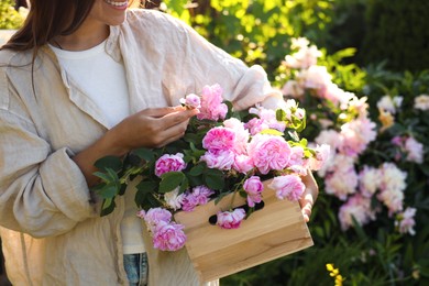 Woman holding crate with beautiful tea roses in garden, closeup
