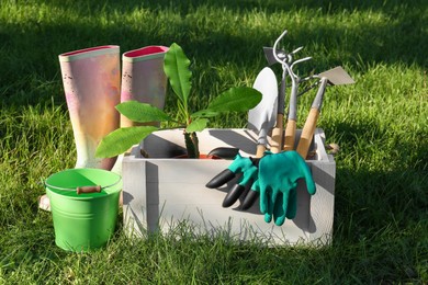 Photo of White wooden crate with plant, gloves, gardening tools and rubber boots on grass outdoors