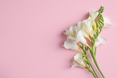 Beautiful spring freesia flowers on pink background, flat lay. Space for text