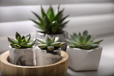 Beautiful potted succulents on white window sill, closeup