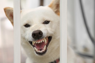 Photo of Shiba Inu dog near metal fence outdoors, closeup