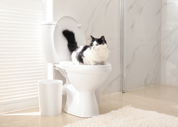 Cute cat sitting on toilet bowl in bathroom