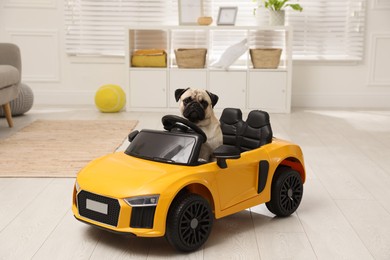 Adorable pug dog in toy car indoors