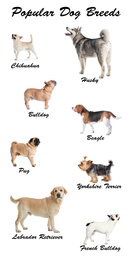 Image of Set of different adorable dogs on white background. Most popular breeds