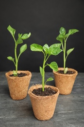 Photo of Vegetable seedlings in peat pots on table against black background