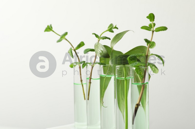 Test tubes with liquid and plants on white background. Chemistry concept