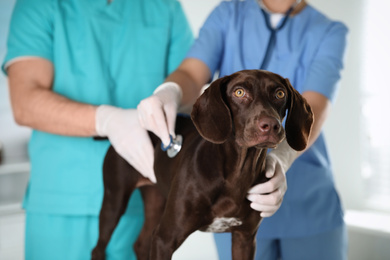 Professional veterinarians examining dog in clinic, closeup