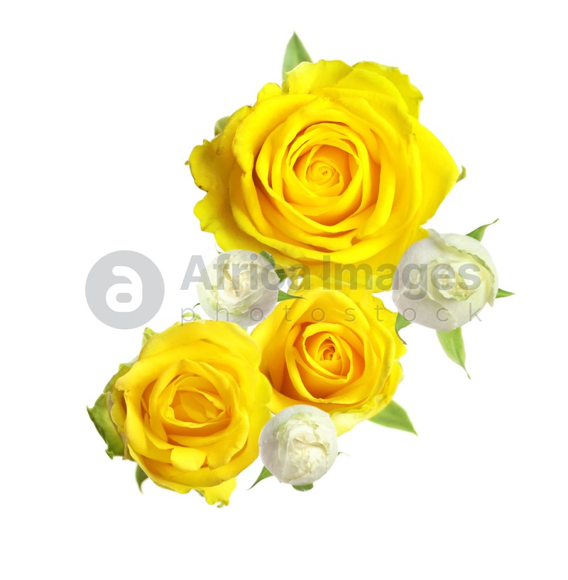 Beautiful roses with green leaves on white background