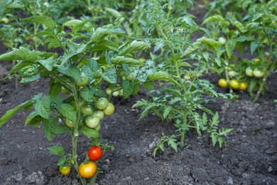 Fresh young tomato plants growing in ground outdoors. Gardening season
