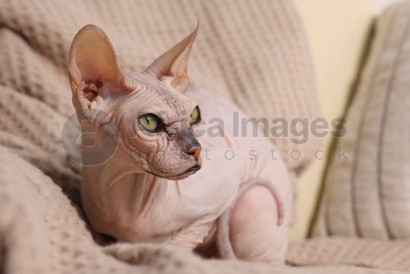 Photo of Beautiful Sphynx cat relaxing on sofa at home, closeup. Lovely pet