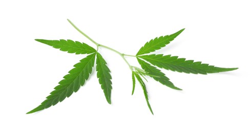 Green organic hemp leaf isolated on white