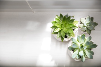 Beautiful potted succulents on white window sill, flat lay. Space for text