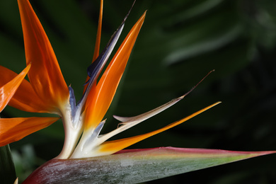 Bird of Paradise tropical flower on blurred background, closeup