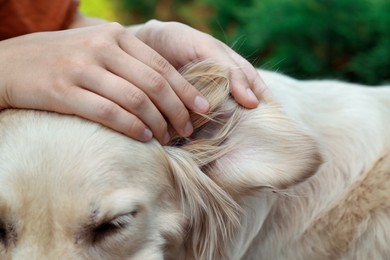 Woman checking dog's ear for ticks on blurred background, closeup