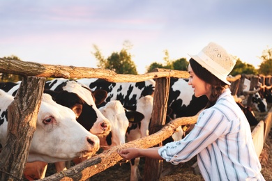 Young woman feeding cows with hay on farm. Animal husbandry