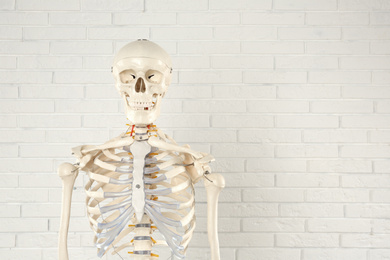 Artificial human skeleton model near white brick wall. Space for text