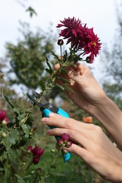 Photo of Woman pruning pink flowers by secateurs in garden, closeup