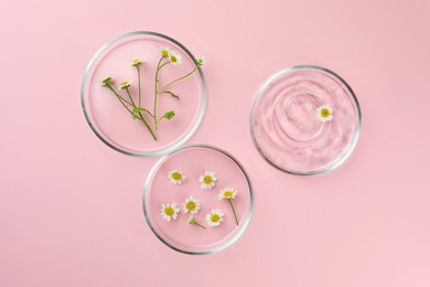 Petri dishes with chamomile flowers and cosmetic product on pink background, flat lay
