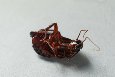 Dead brown cockroach on light grey background, closeup. Pest control