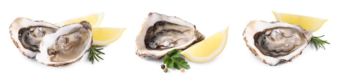 Set with fresh raw oysters on white background. Banner design