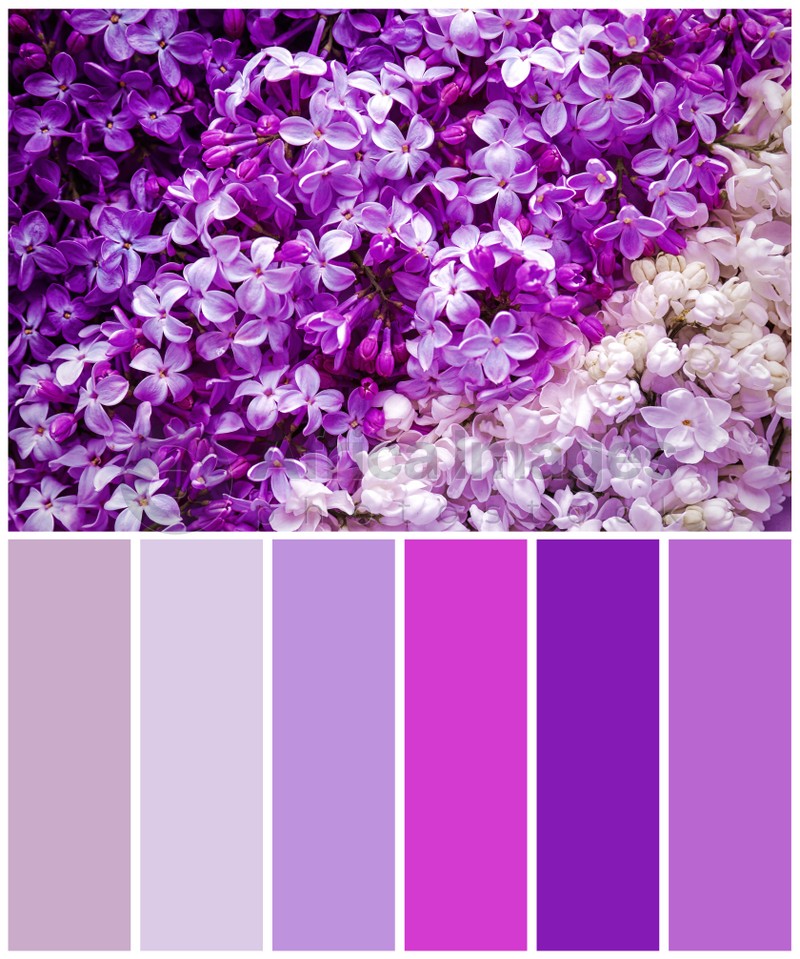 Color palette appropriate to photo of beautiful blossoming lilac flowers as background, top view