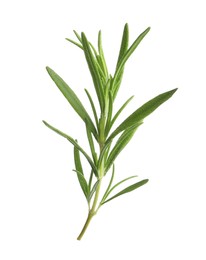 Aromatic rosemary sprig isolated on white. Fresh herb